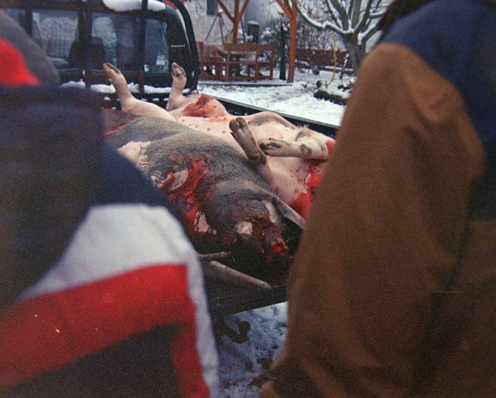 pig dead