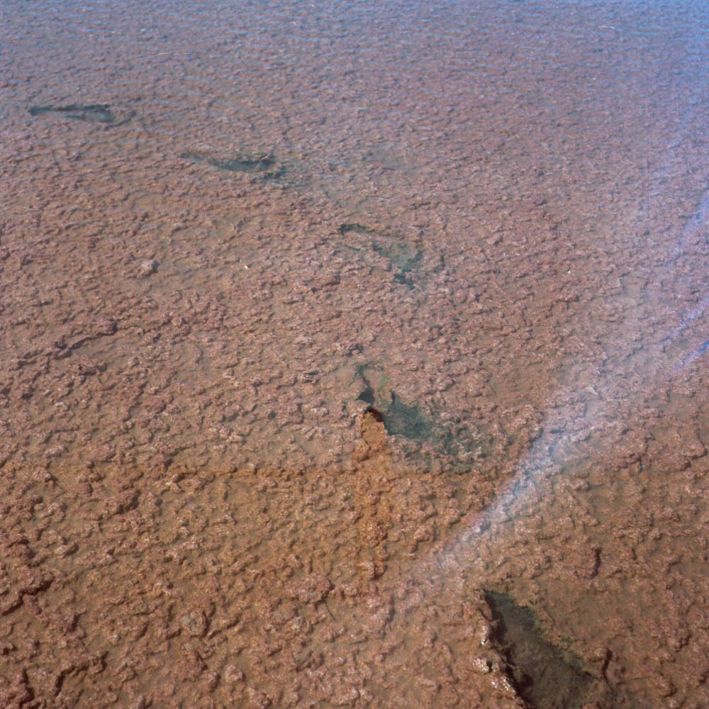 salinas